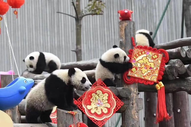Chengdu Kung Fu Panda Tour Tai Chi, Martial Arts and Panda Base - Dujiangyan’s panda sculpture, bookstore, and bridge