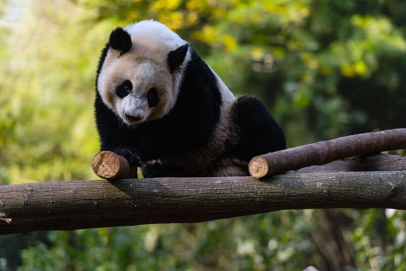 Chengdu: Leshan Buddha Optional Tours w/ Transfer or Guide - What Three Hours at Leshan Really Gives You