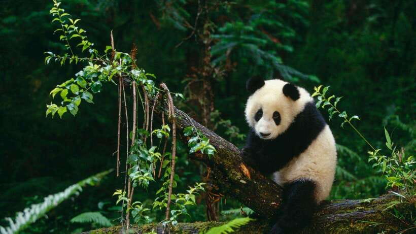 Chengdu：Panda Base Entry Ticket & English PDF Guidebook - Key points before you book