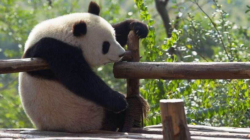 Chengdu：Panda Base Entry Ticket & English PDF Guidebook - Who will enjoy this ticket most?
