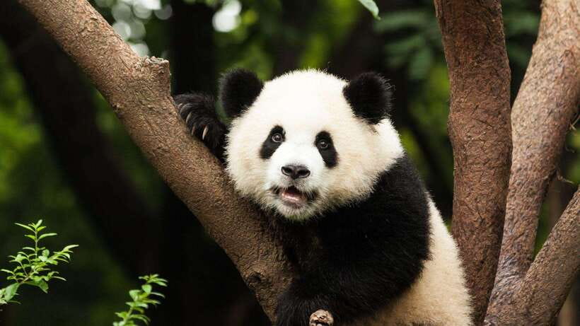 Chengdu：Panda Base Entry Ticket & English PDF Guidebook - Why Chengdu Panda Base is worth your morning