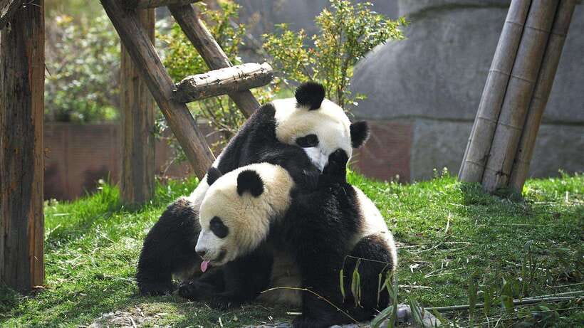 Chengdu：Panda Base Entry Ticket & English PDF Guidebook - What the 12:00 to 17:00 afternoon session offers