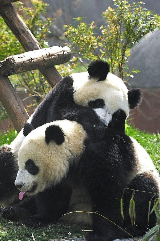 Chengdu：Panda Base Entry Ticket & English PDF Guidebook - Following the PDF route through a huge park