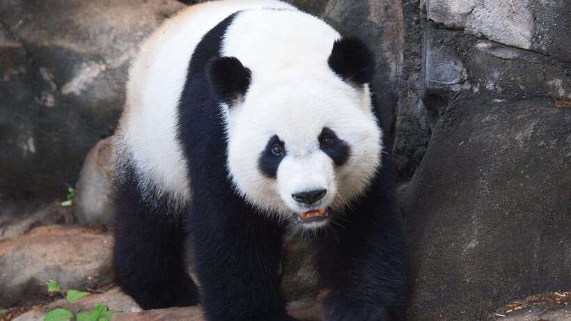 Chengdu：Panda Base Entry Ticket & English PDF Guidebook - Panda enclosures, maternity rooms, and the museum