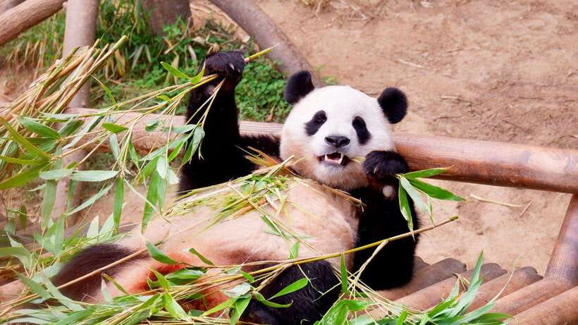 Chengdu：Panda Base Entry Ticket & English PDF Guidebook - How much walking should you expect?