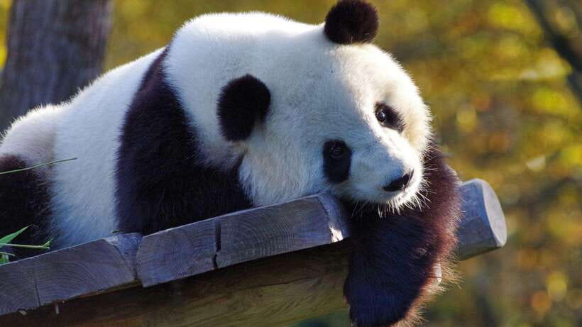 Chengdu：Panda Base Entry Ticket & English PDF Guidebook - Getting value from a $20 ticket