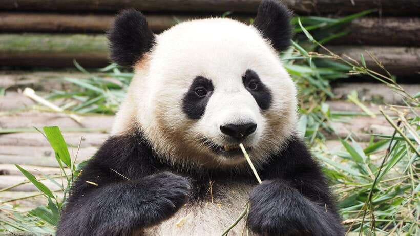 Chengdu：Panda Base Entry Ticket & English PDF Guidebook - Practical rules for a better panda visit