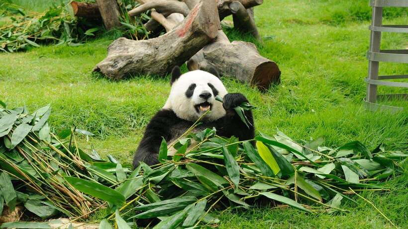 Chengdu:Panda Base Entry Ticket & English PDF Guidebook - Choosing the 07:30 to 12:00 morning session