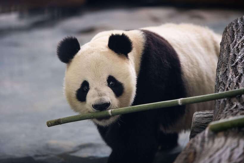 Chengdu: Panda Base Half Day Group Tour - Three hours among pandas and bamboo