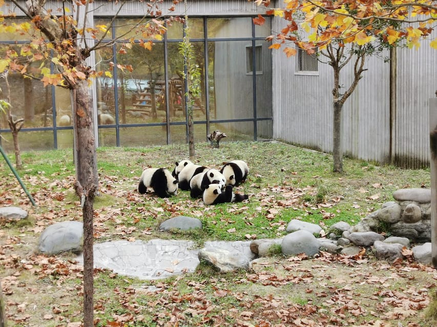 Chengdu: Panda Base Half Day Group Tour - Red pandas add a second kind of charm