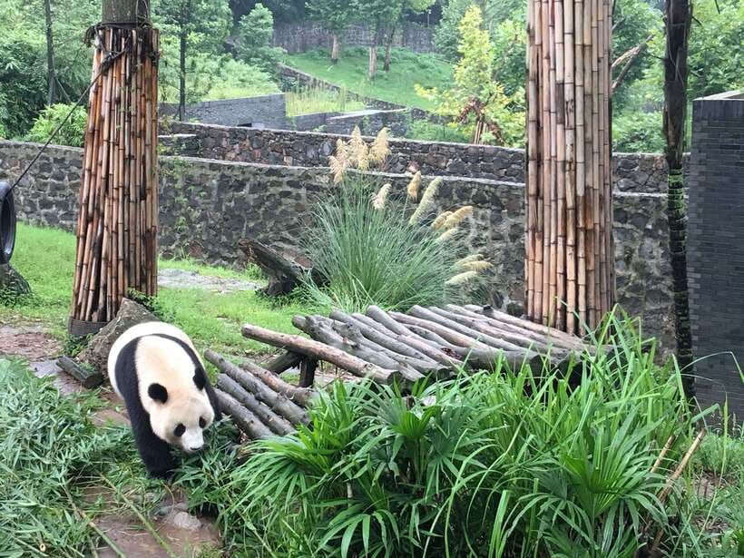 Chengdu: Panda Base Half Day Group Tour - What your guide adds to the visit