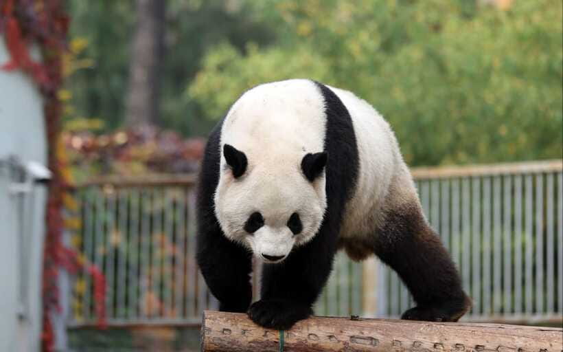 Chengdu: Panda Base Half Day Group Tour - Crowds, timing, and practical comfort