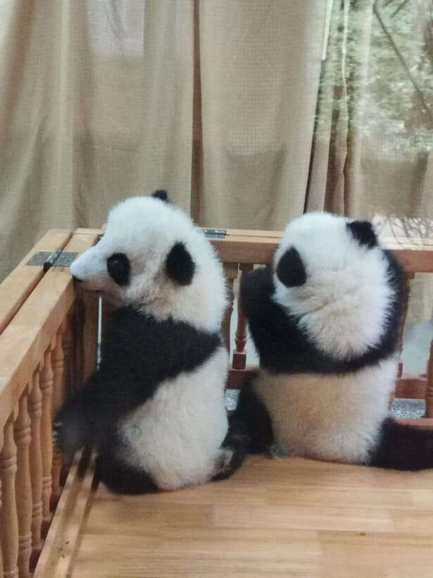 Chengdu: Panda Base Half Day Group Tour - The 40-minute ride from central Chengdu