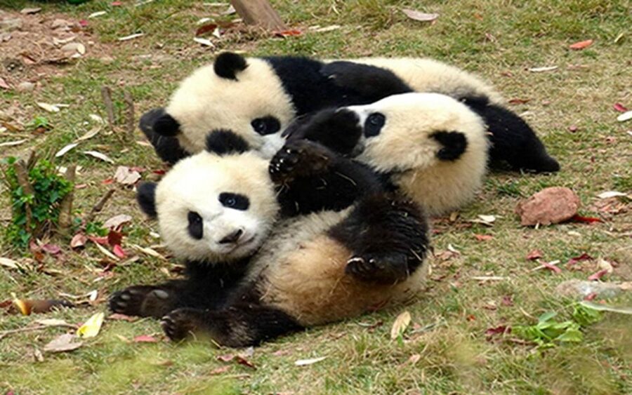 Chengdu panda base half day tour - Small details worth planning before you go