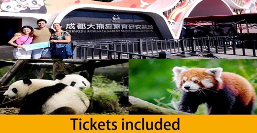 Chengdu panda base half day tour - Why the early start matters at Chengdu Panda Base