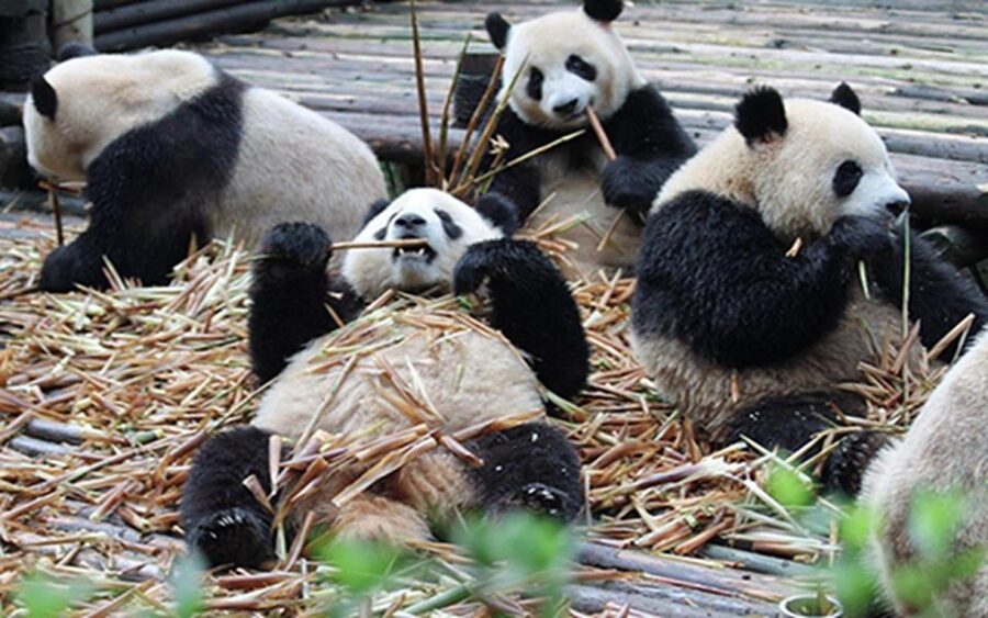 Chengdu panda base half day tour - Entering with a prepaid ticket