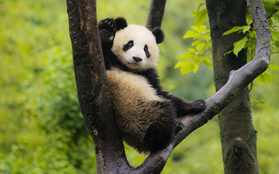 Chengdu panda base half day tour - What the small group changes