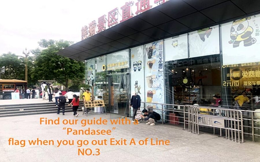 Chengdu panda base half day tour - The return before noon