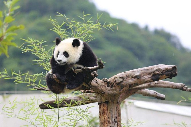 Chengdu: Panda Base Leshan Buddha Tour(or Half Day Panda Base ) - Who should book this Chengdu day trip?