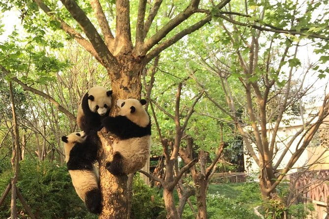 Chengdu Panda Breeding Base Ticket w/ Optional Transfer or Guide - Price, value, and extra costs