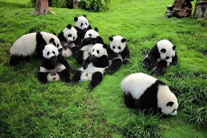 Chengdu Panda Breeding Base Ticket w/ Optional Transfer or Guide - Timing, pickup, and what to wear