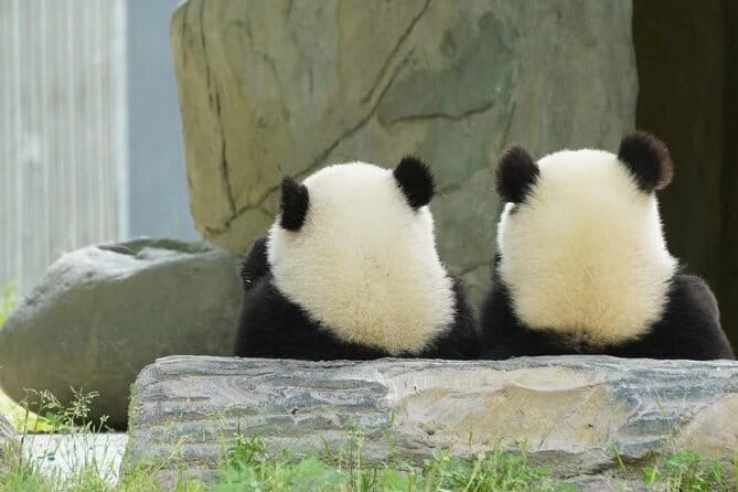 Chengdu Panda Breeding Base Ticket w/ Optional Transfer or Guide - Booking and cancellation details