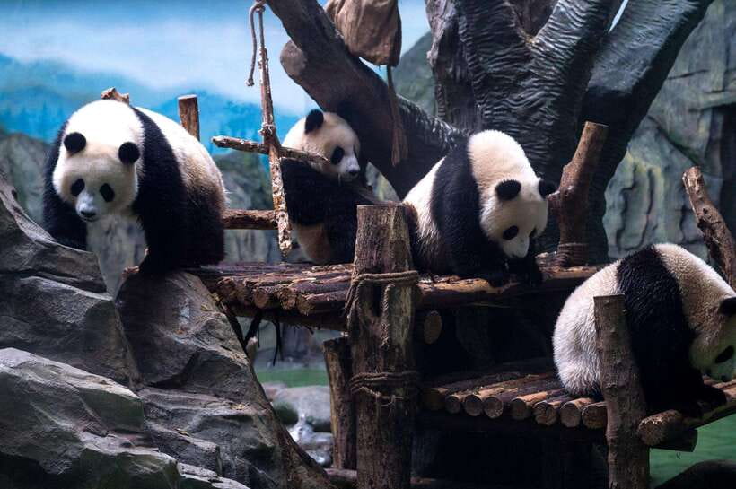 Chengdu: Panda Breeding Base Tickets Booking - Why Chengdu’s Panda Base is worth your morning