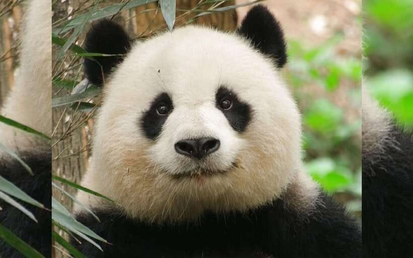Chengdu: Panda Breeding Base Tickets Booking - What you see during the three-hour walk