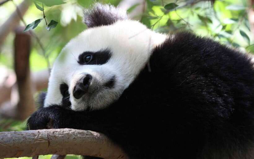 Chengdu: Panda Breeding Base Tickets Booking - Reaching Futou Mountain from central Chengdu