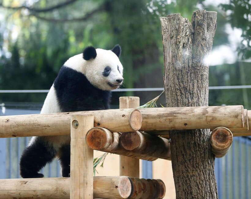 Chengdu: Panda Breeding Base Tickets Booking - Paying $19 for a half-day panda visit