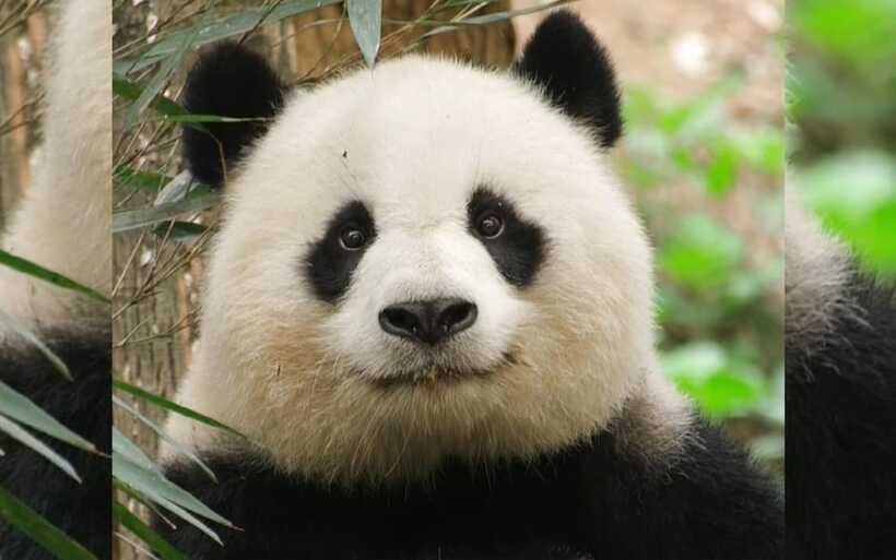 Chengdu: Panda Breeding Base Tickets Booking - What the experience feels like for different types of visitors