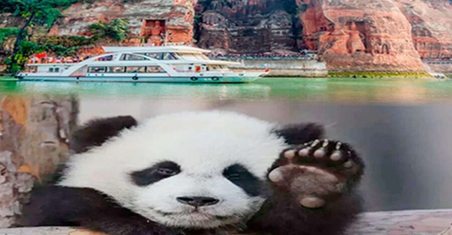 Chengdu panda & Leshan Buddha One Day Private Tour - Why this private Chengdu and Leshan day works
