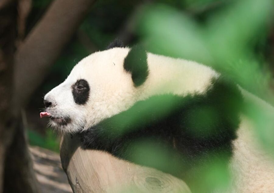 Chengdu panda & Leshan Buddha One Day Private Tour - Seeing the 71-meter Buddha from the river