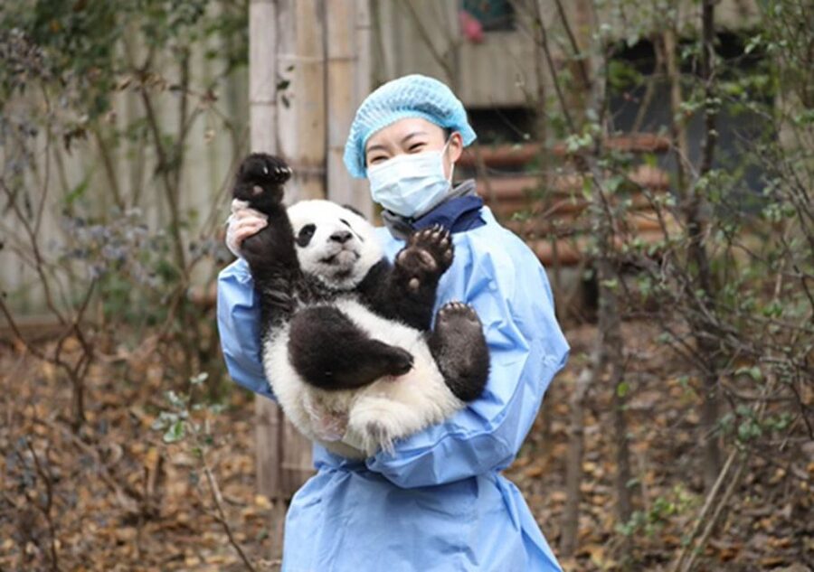 Chengdu panda & Leshan Buddha One Day Private Tour - The guide makes the long day easier