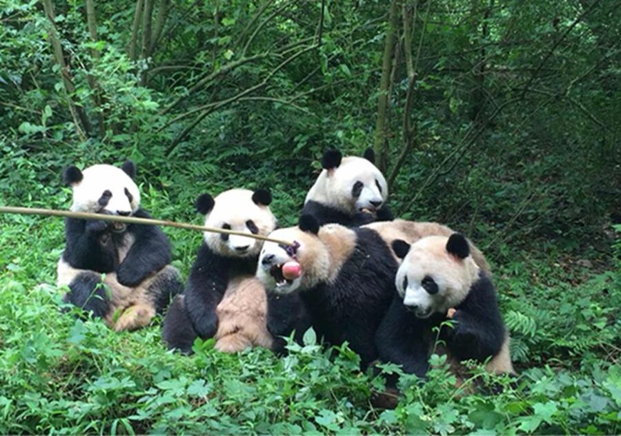Chengdu panda & Leshan Buddha One Day Private Tour - Getting to the pandas before the crowds