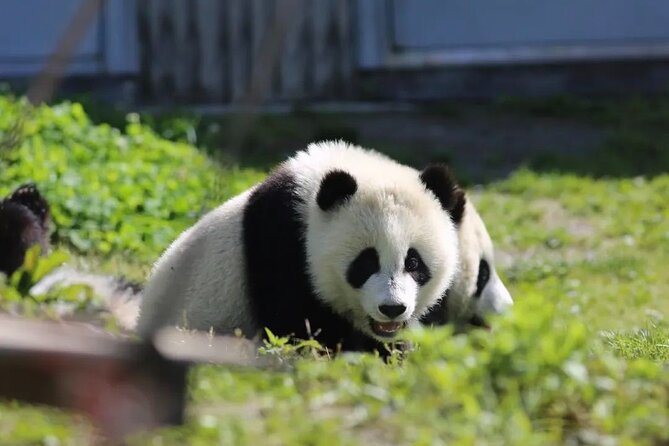 Chengdu Panda & Leshan Giant Buddha Premium Private Day Tour - What the private format really buys you