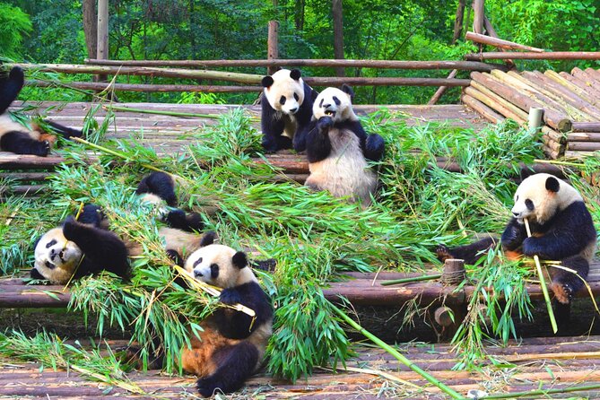 Chengdu Panda & Leshan Giant Buddha Premium Private Day Tour - Lala, Chen Chen, and the human side of the service