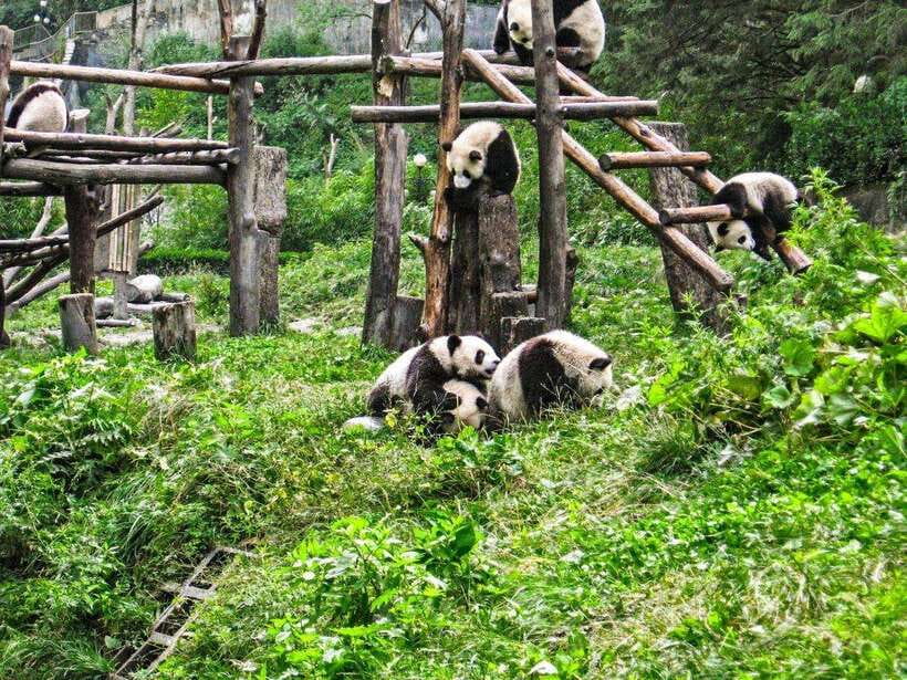 Chengdu: Panda Research Base Ticket or Private Transfer Tour - What the Chengdu panda base is really like