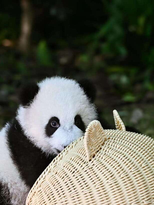 Chengdu: Panda Research Base Ticket or Private Transfer Tour - Why the optional private transfer can be worth it