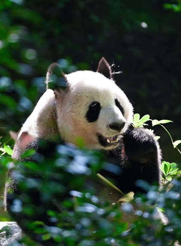 Chengdu: Panda Research Base Ticket or Private Transfer Tour - A self-guided visit with help when you need it
