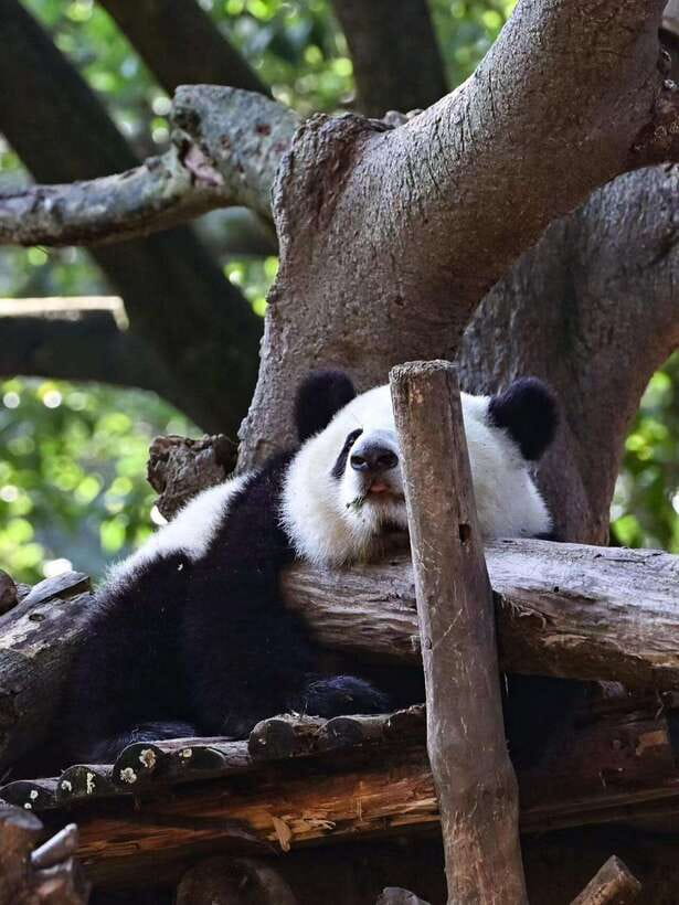 Chengdu: Panda Research Base Ticket or Private Transfer Tour - Passport details and booking rules
