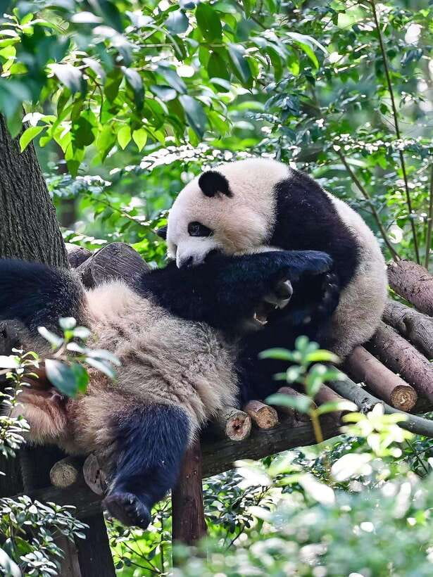 Chengdu: Panda Research Base Ticket or Private Transfer Tour - Is the $14 starting price good value?