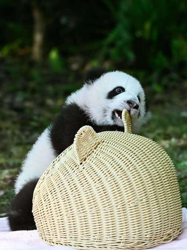 Chengdu: Panda Research Base Ticket or Private Transfer Tour - Four hours among the pandas
