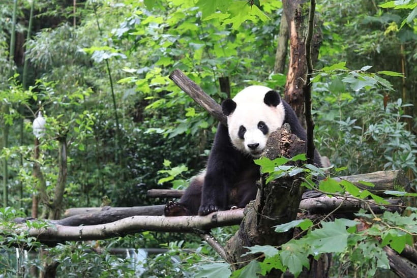 Chengdu: Panda Research Base Ticket or Volunteer Day Trip - Key points to know before booking