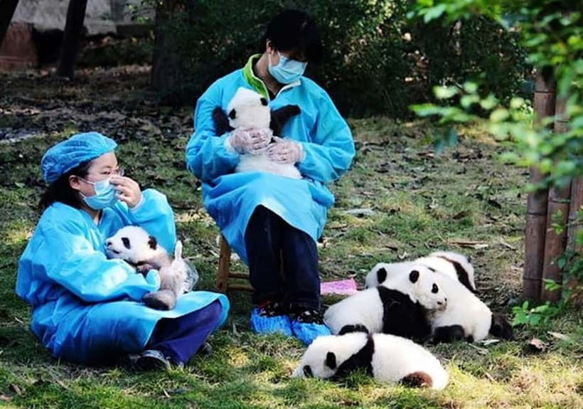 Chengdu: Panda Research Base Ticket or Volunteer Day Trip - Start with the Chengdu Panda Base