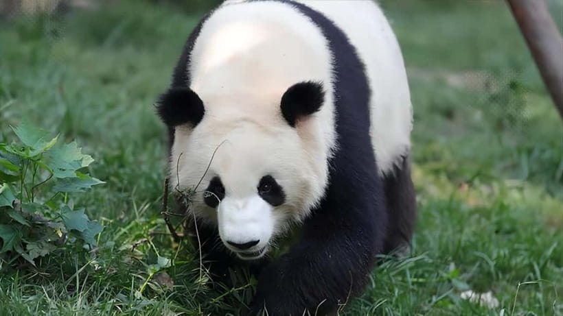 Chengdu: Panda Research Base Ticket or Volunteer Day Trip - Walk through Panda Planet after the animals