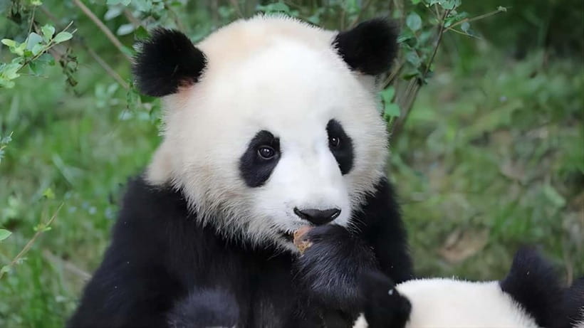 Chengdu: Panda Research Base Ticket or Volunteer Day Trip - Choose a volunteer day for hands-on work