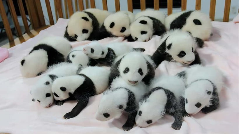 Chengdu: Panda Research Base Ticket or Volunteer Day Trip - Dujiangyan, Wolong, or Ya’an?