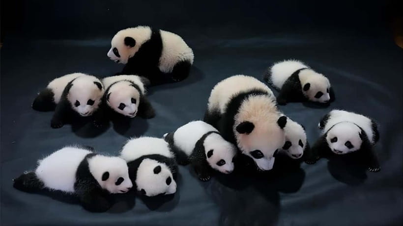 Chengdu: Panda Research Base Ticket or Volunteer Day Trip - What the practical details mean