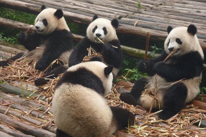 Chengdu Panda Research Base Tickets And Optional Private Tour - Why Chengdu Panda Base is worth your time